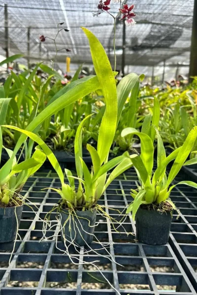 Oncidium Sharry Baby