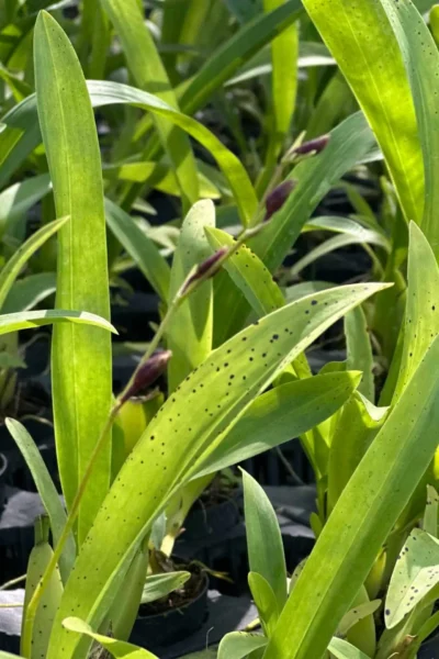 Oncidium Sharry Baby