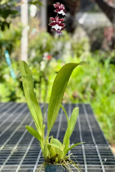 Oncidium Sharry Baby