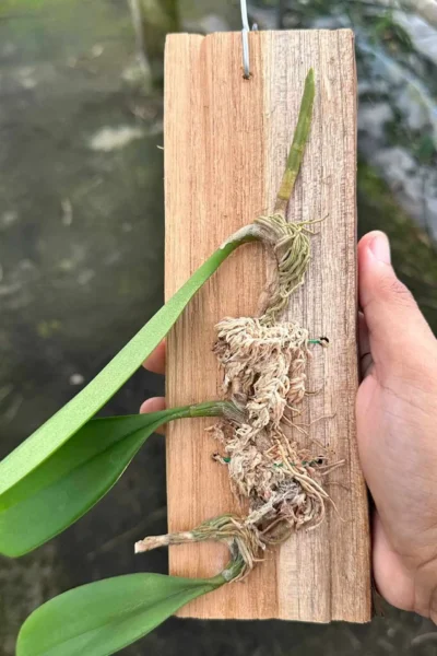 Bulbophyllum tollenoniferum