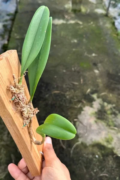 Bulbophyllum tollenoniferum