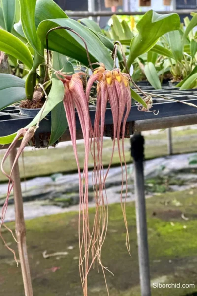 Bulbophyllum longissimum
