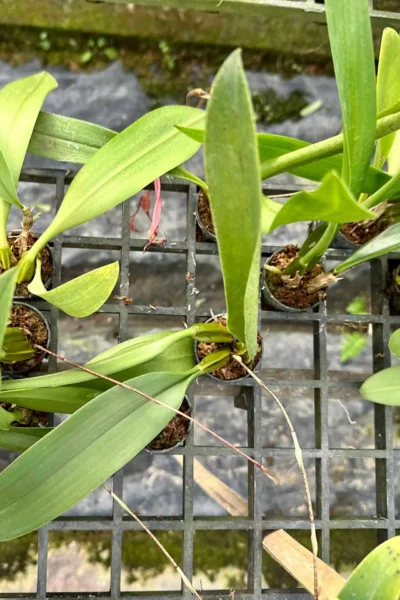 Bulbophyllum longissimum