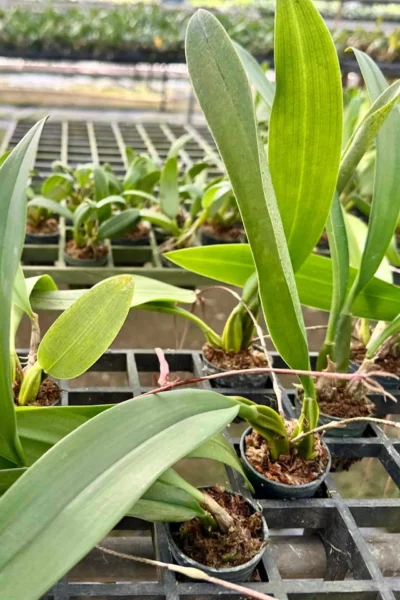 Bulbophyllum longissimum