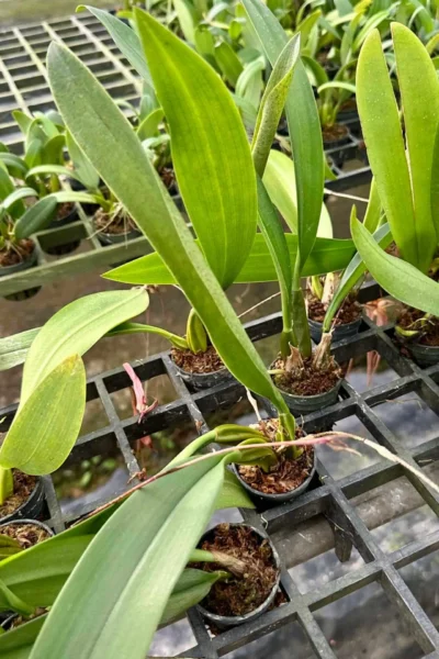 Bulbophyllum longissimum