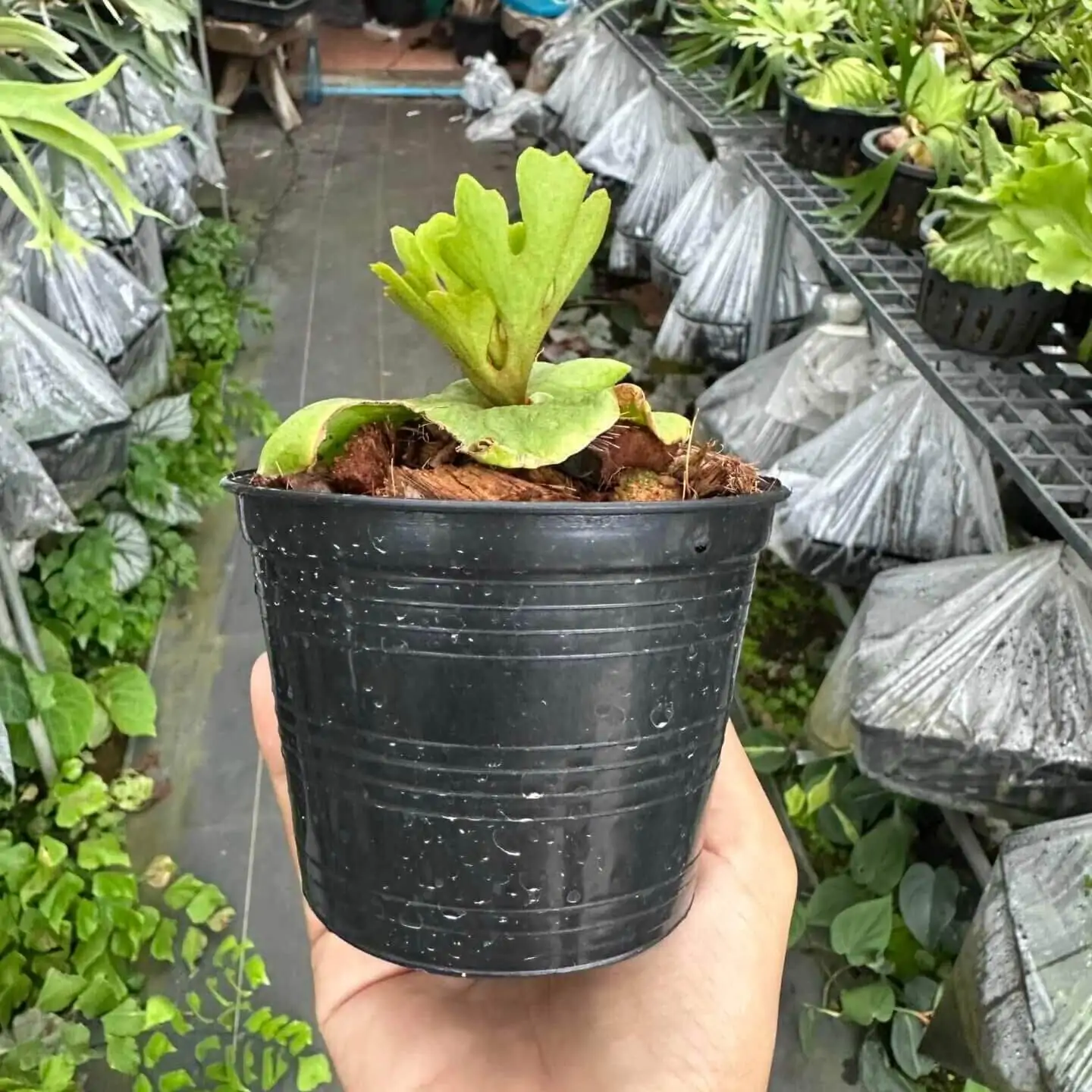 Platycerium Ridleyi Slver Dwarf – Rare Orchid Species For