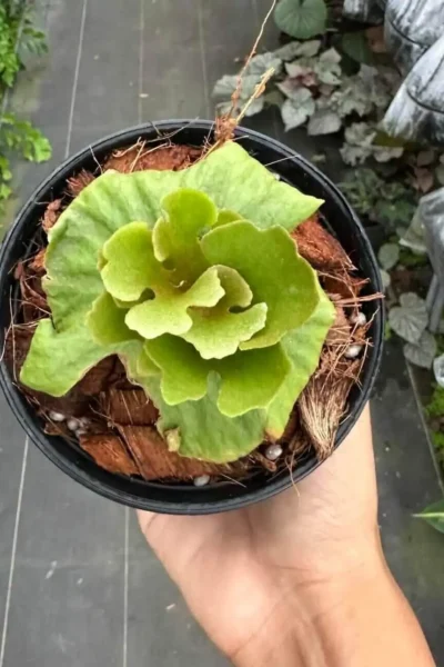 Platycerium Coronarium Thin Thin – Rare Orchid Species For