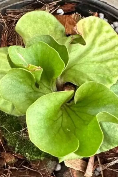 Platycerium ridleyi slver dwarf