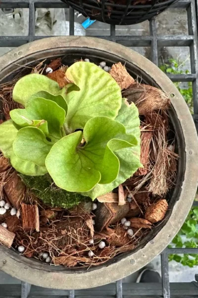 Platycerium ridleyi slver dwarf