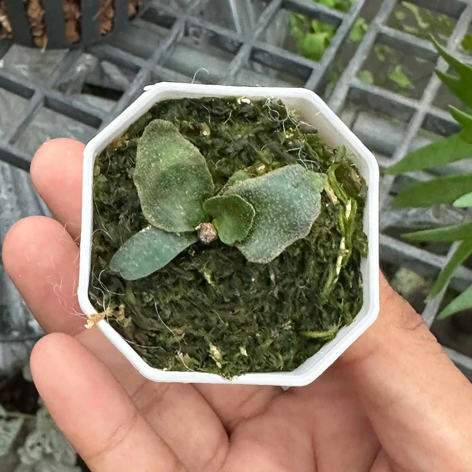 P. willinckii ’Jenny’ 2134 P.wllinckii Jenny #1(the Rarest Breed in the World) - Etsy