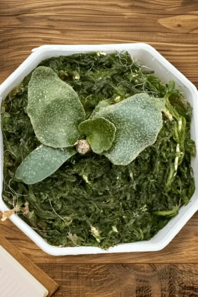 Platycerium Willinckii Jenny – Rare Orchid Species For Collectors