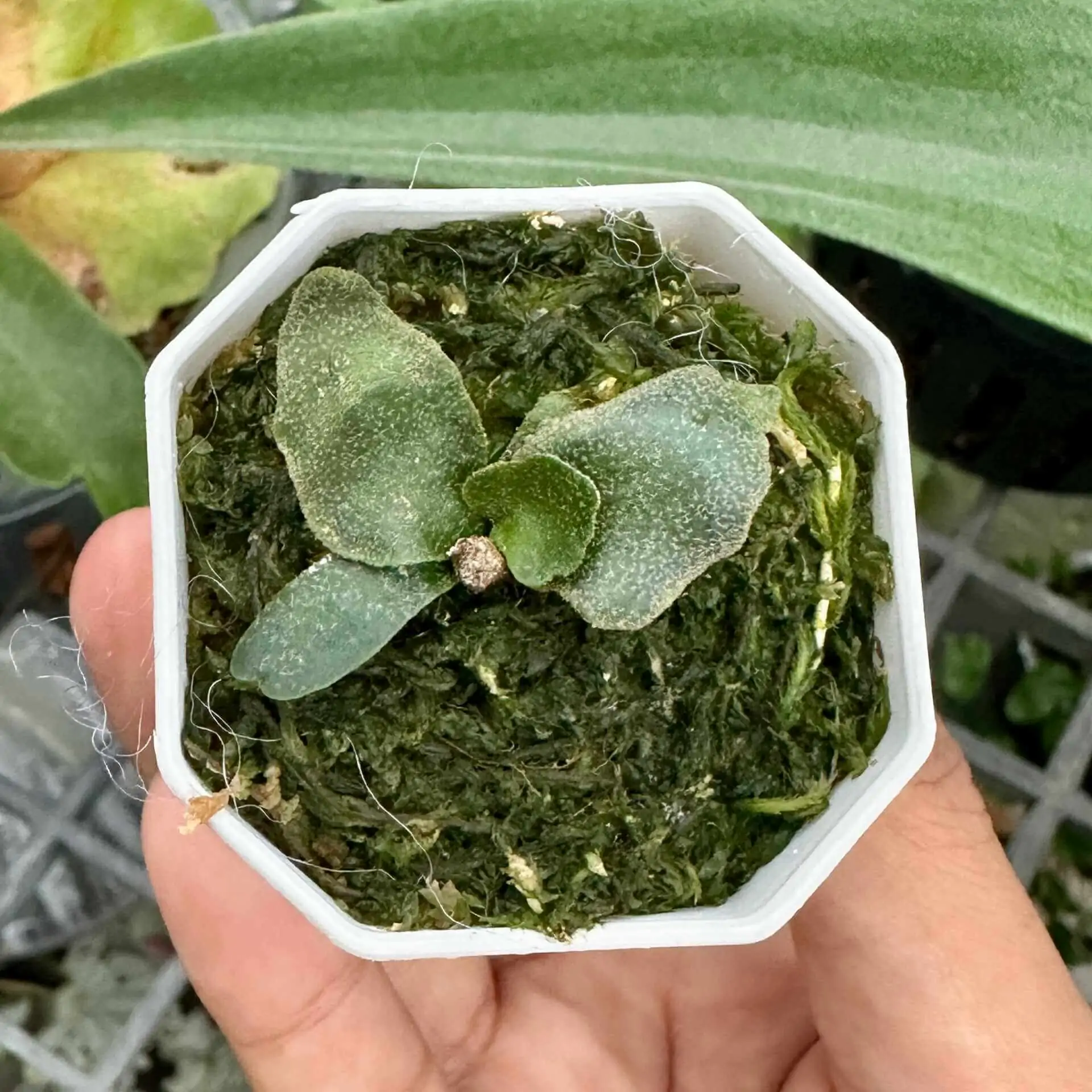 Platycerium Willinckii Jenny – Rare Orchid Species For
