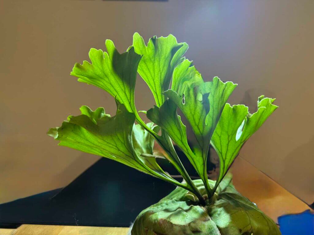 Contact orchid plant for sale