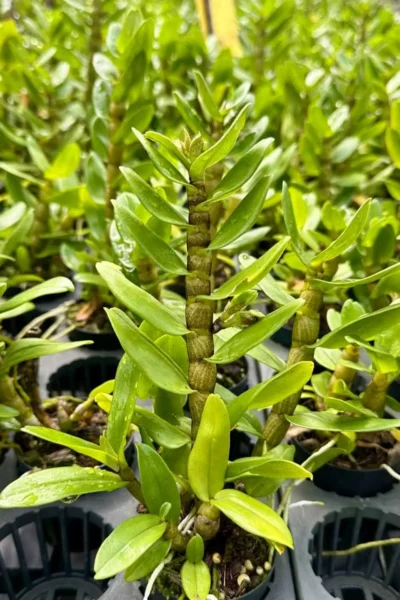 Dendrobium Frosty Dawn