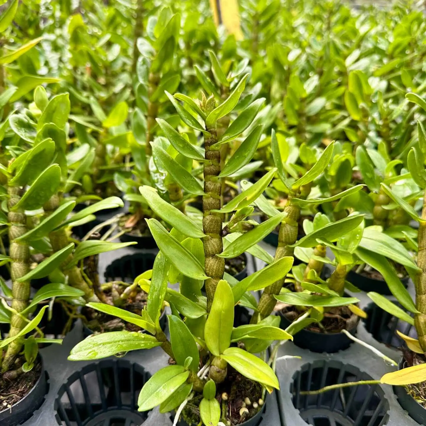 Dendrobium Frosty Dawn – Buy Online | Sib Orchid Dendrobium Frosty Dawn