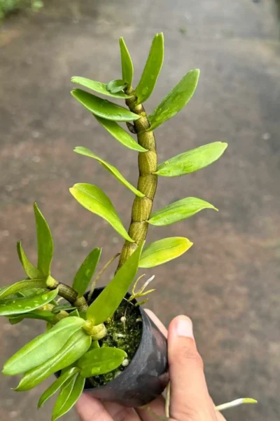 Dendrobium Frosty Dawn