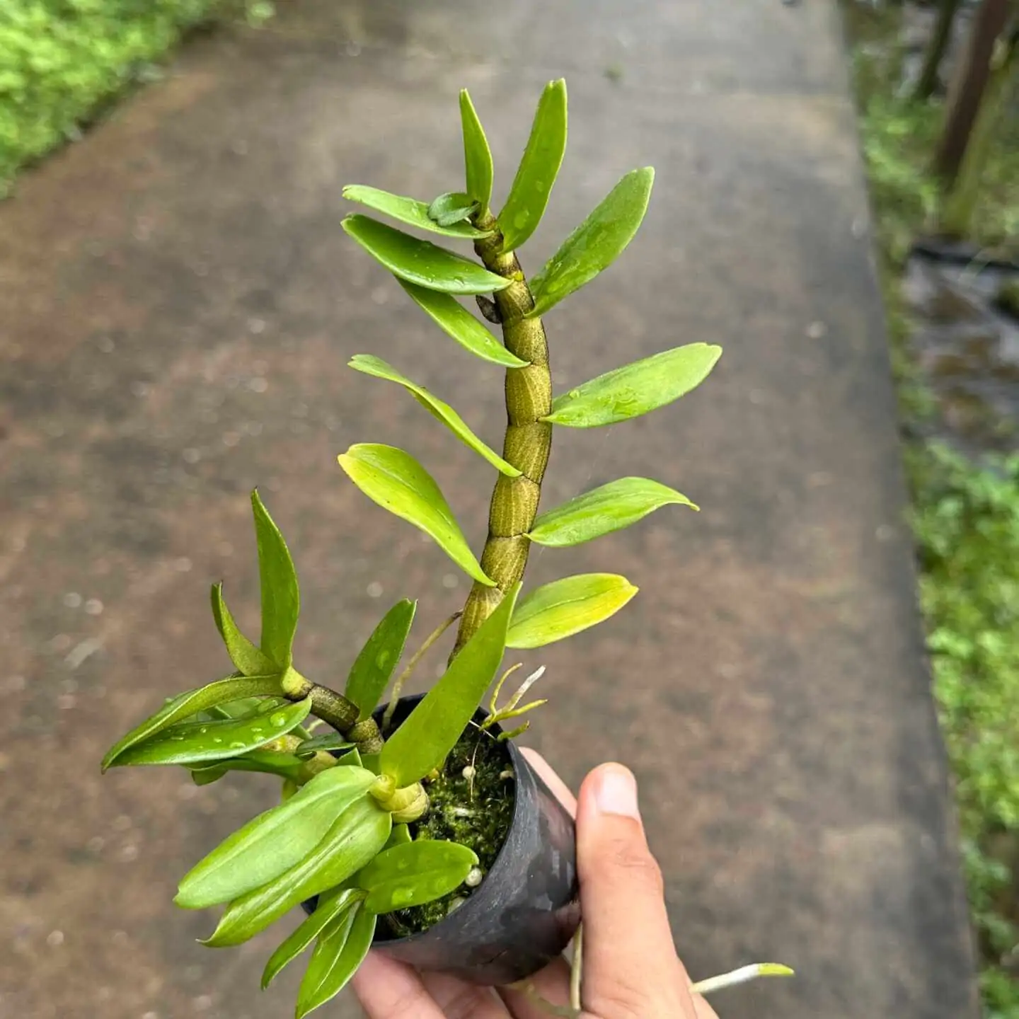 Dendrobium Frosty Dawn – Buy Online | Sib Orchid Dendrobium Frosty Dawn