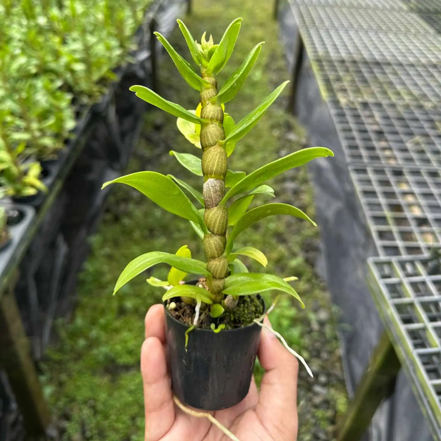 Dendrobium Frosty Dawn – Buy Online | Sib Orchid Dendrobium Frosty Dawn - Image 5