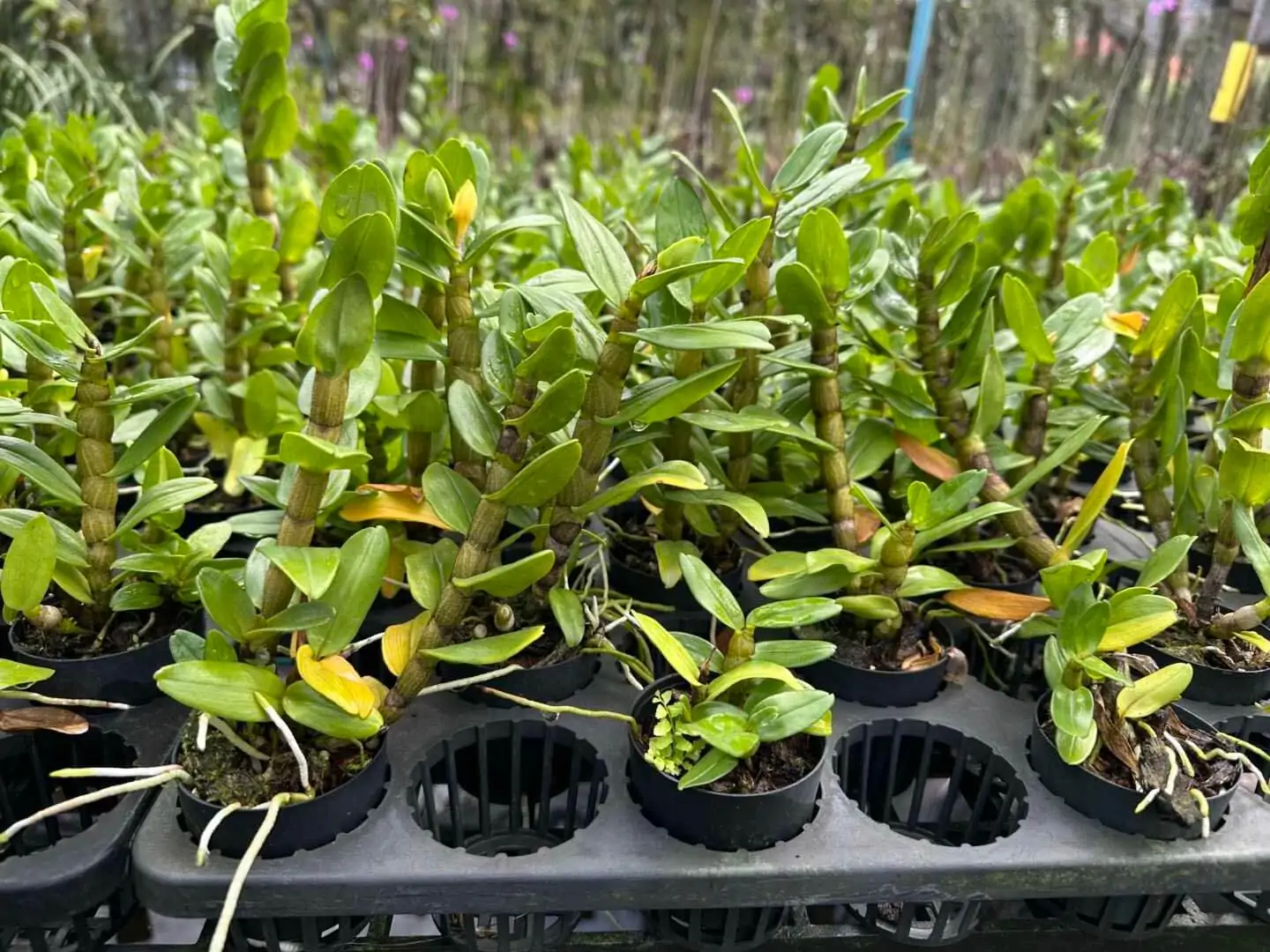 Dendrobium Frosty Dawn – Buy Online | Sib Orchid Dendrobium Frosty Dawn - Image 6