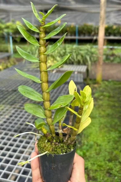 Dendrobium Frosty Dawn