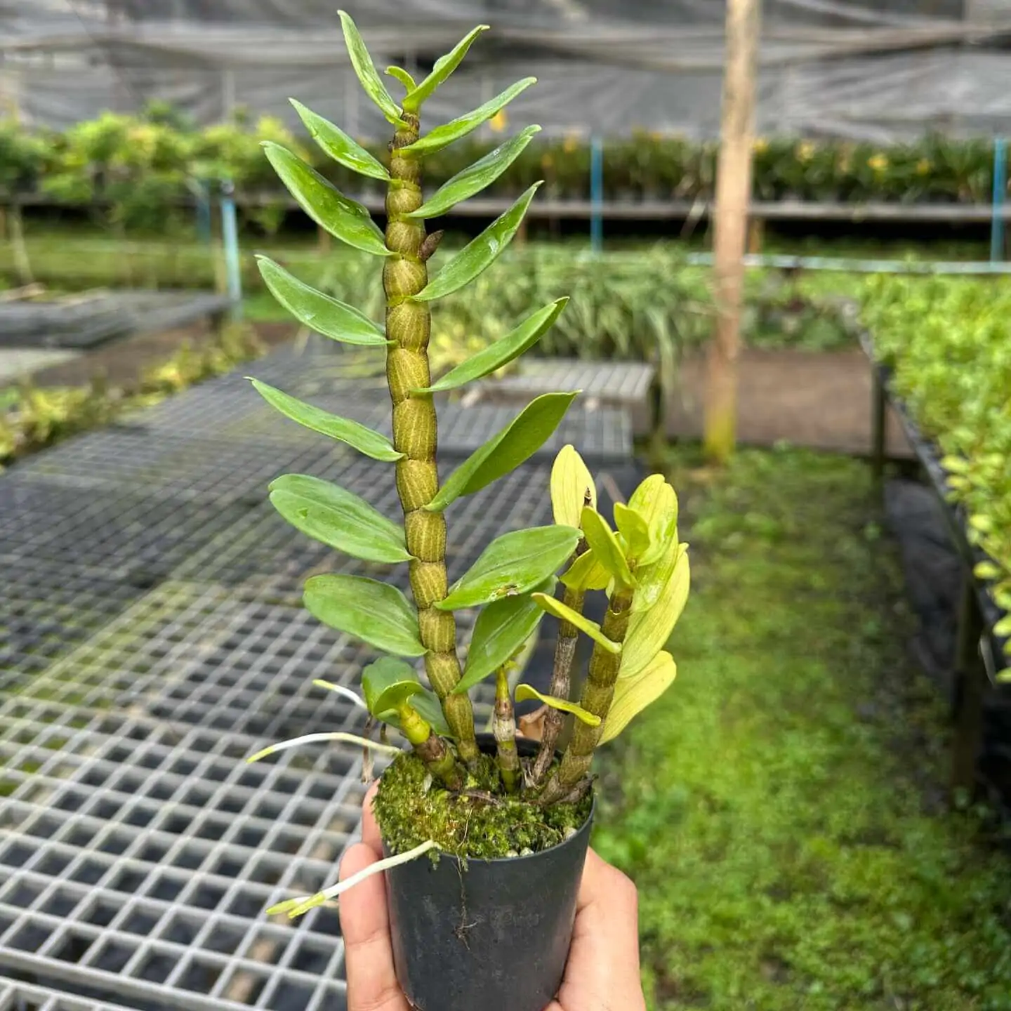 Dendrobium Frosty Dawn – Buy Online | Sib Orchid Dendrobium Frosty Dawn