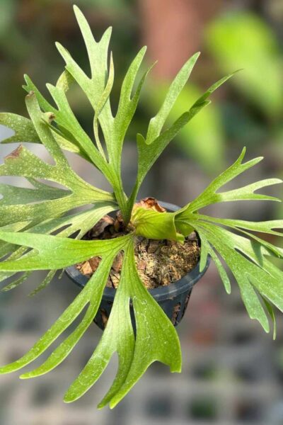 Platycerium Kitshakood 