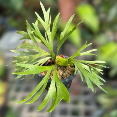 Platycerium Kitshakood "thin leaf"