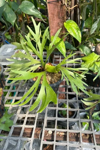 Platycerium Kitshakood