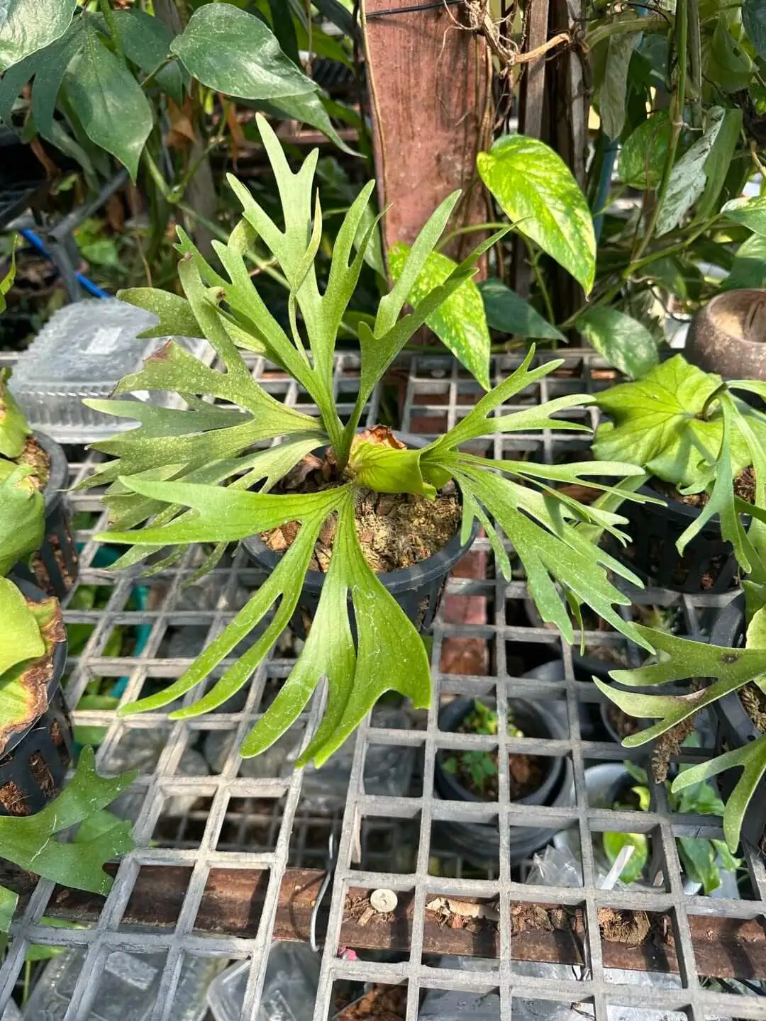 Platycerium Kitshakood 