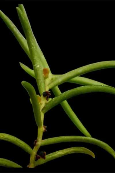 Adenoncos parviflora