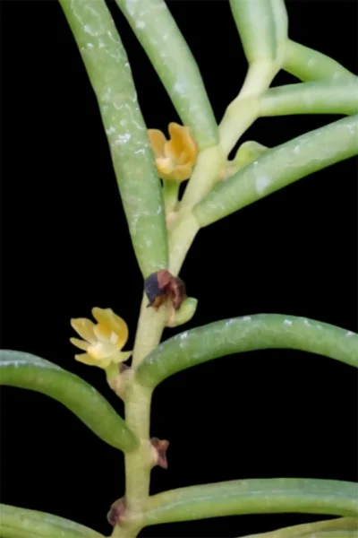 Another Strange orchid