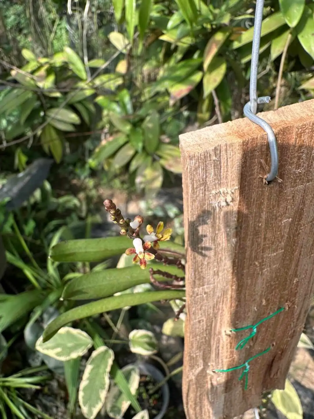 Pomatocalpa angustifolia – Buy Online | Sib Orchid Pomatocalpa angustifolia - Image 4