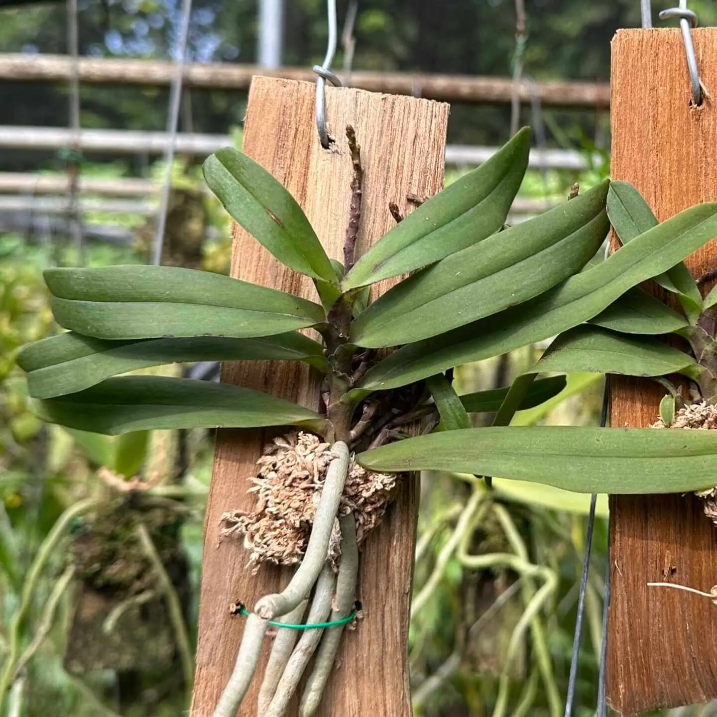 Pomatocalpa angustifolia – Buy Online | Sib Orchid Pomatocalpa angustifolia - Image 2