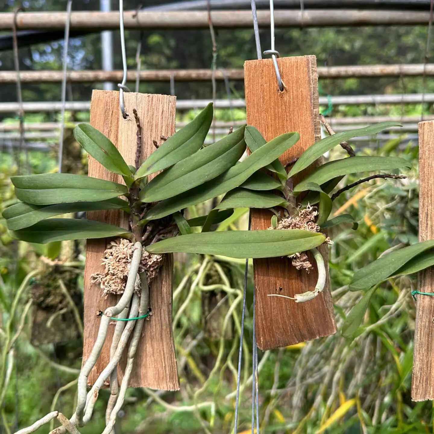 Pomatocalpa angustifolia – Buy Online | Sib Orchid Pomatocalpa angustifolia - Image 3