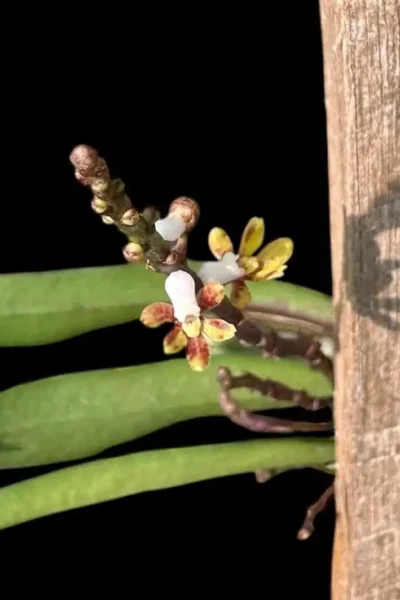 Pomatocalpa angustifolia