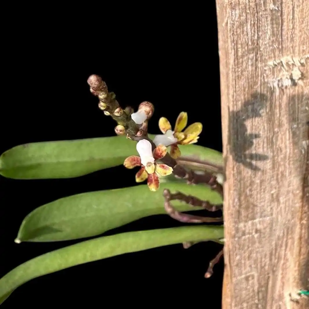 Pomatocalpa angustifolia – Buy Online | Sib Orchid Pomatocalpa angustifolia