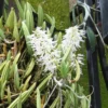 Dendrobium wassellii