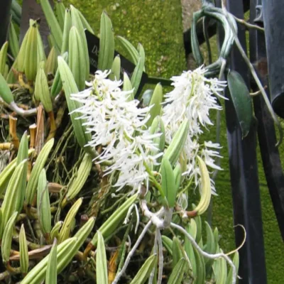 Dendrobium wassellii
