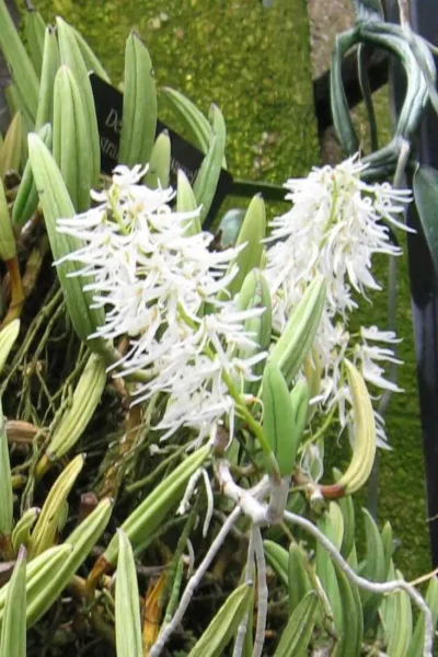 Dendrobium wassellii