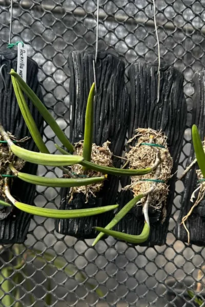 Dendrobium wassellii