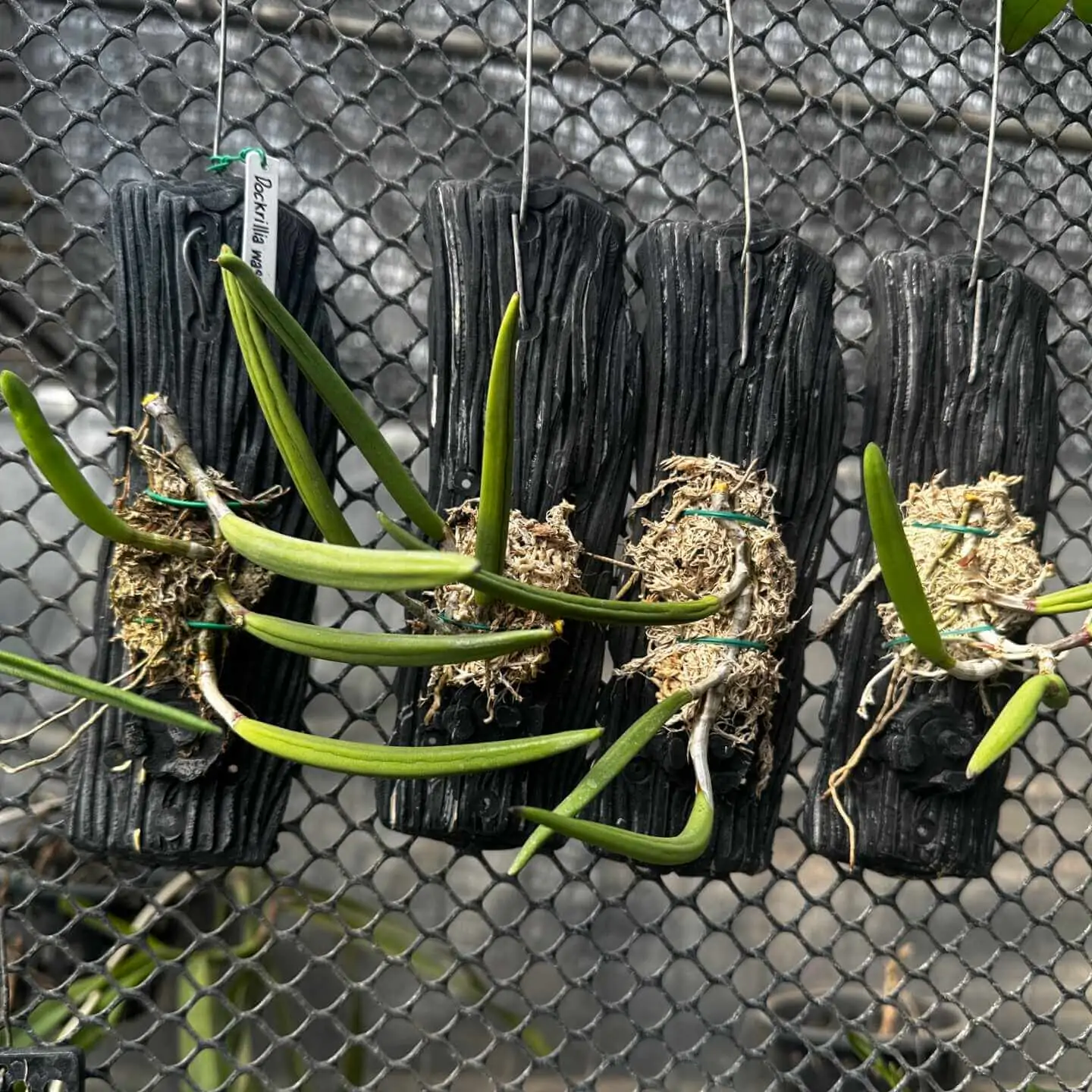 Dendrobium wassellii – Buy Online | Sib Orchid Dendrobium wassellii