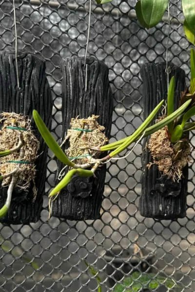 Dendrobium wassellii