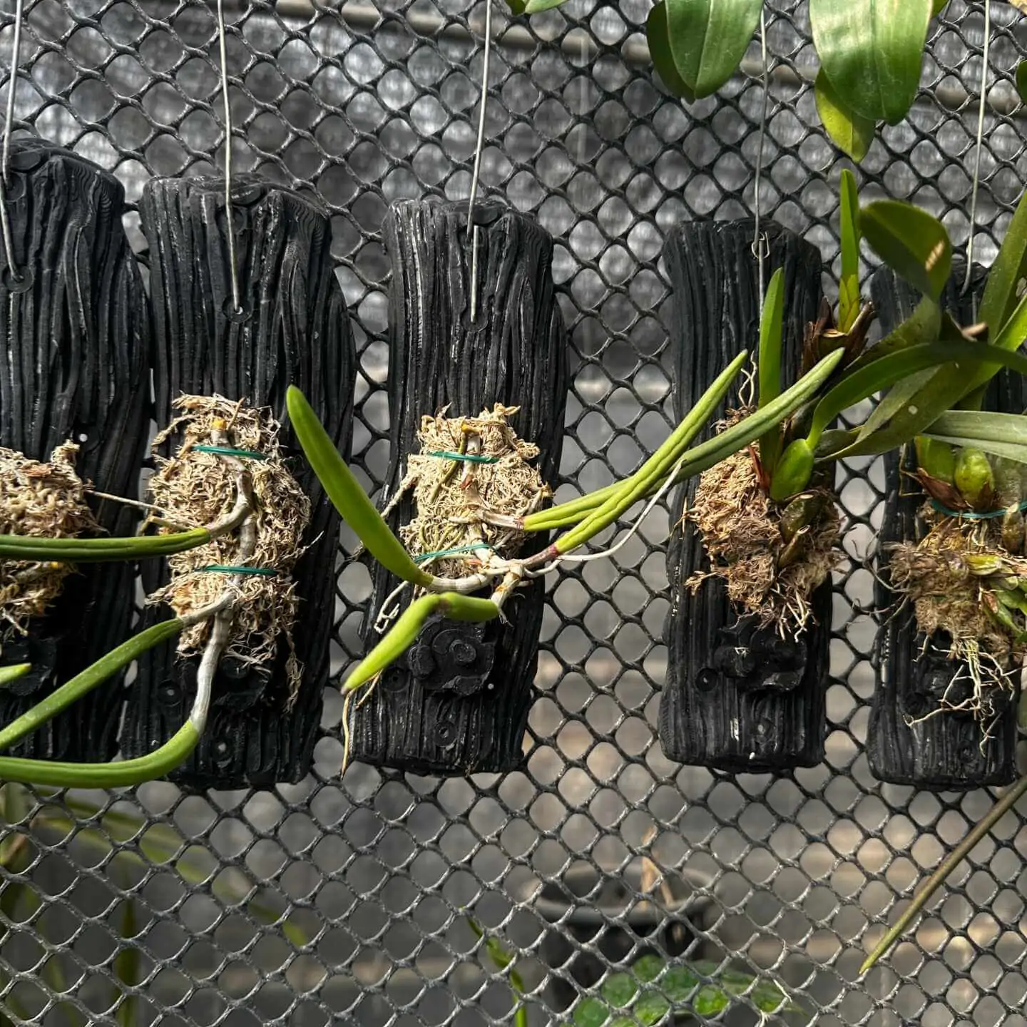 Dendrobium wassellii – Buy Online | Sib Orchid Dendrobium wassellii