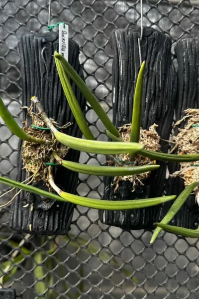 Dendrobium wassellii