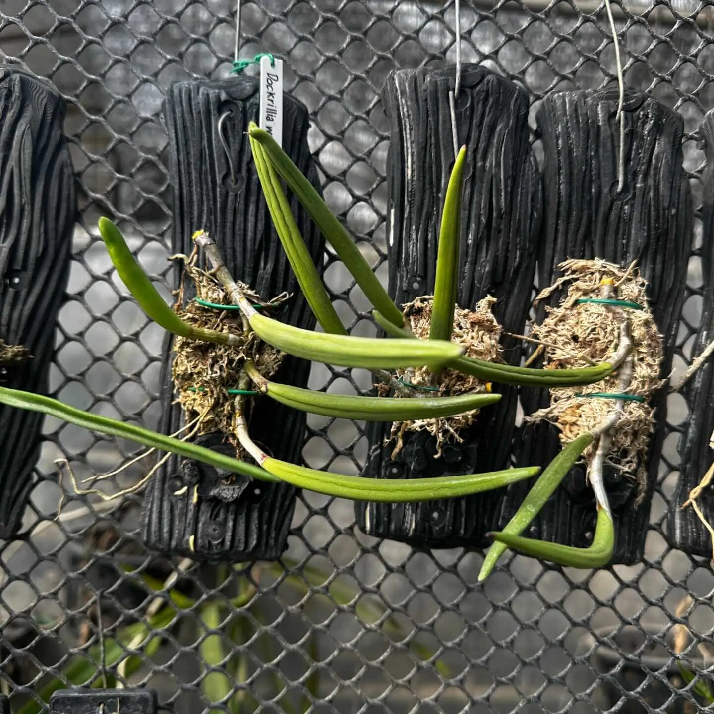 Dendrobium wassellii – Buy Online | Sib Orchid Dendrobium wassellii