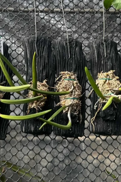 Dendrobium wassellii