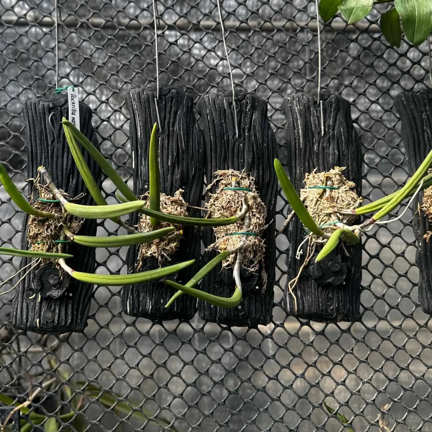 Dendrobium wassellii – Buy Online | Sib Orchid Dendrobium wassellii