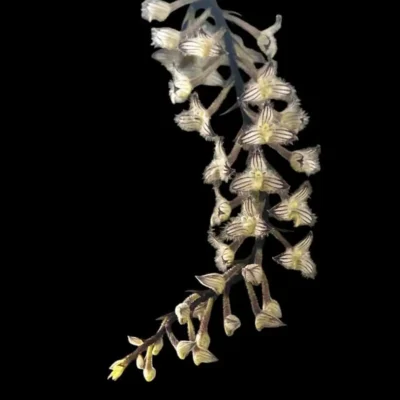 Bulbophyllum lindleyanum