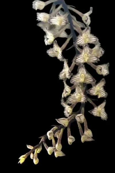 Bulbophyllum lindleyanum siborchid.com