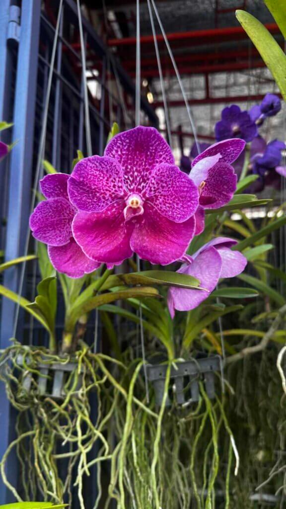 Orchids That Bloom for Weeks (or Months!) orchid plant for sale